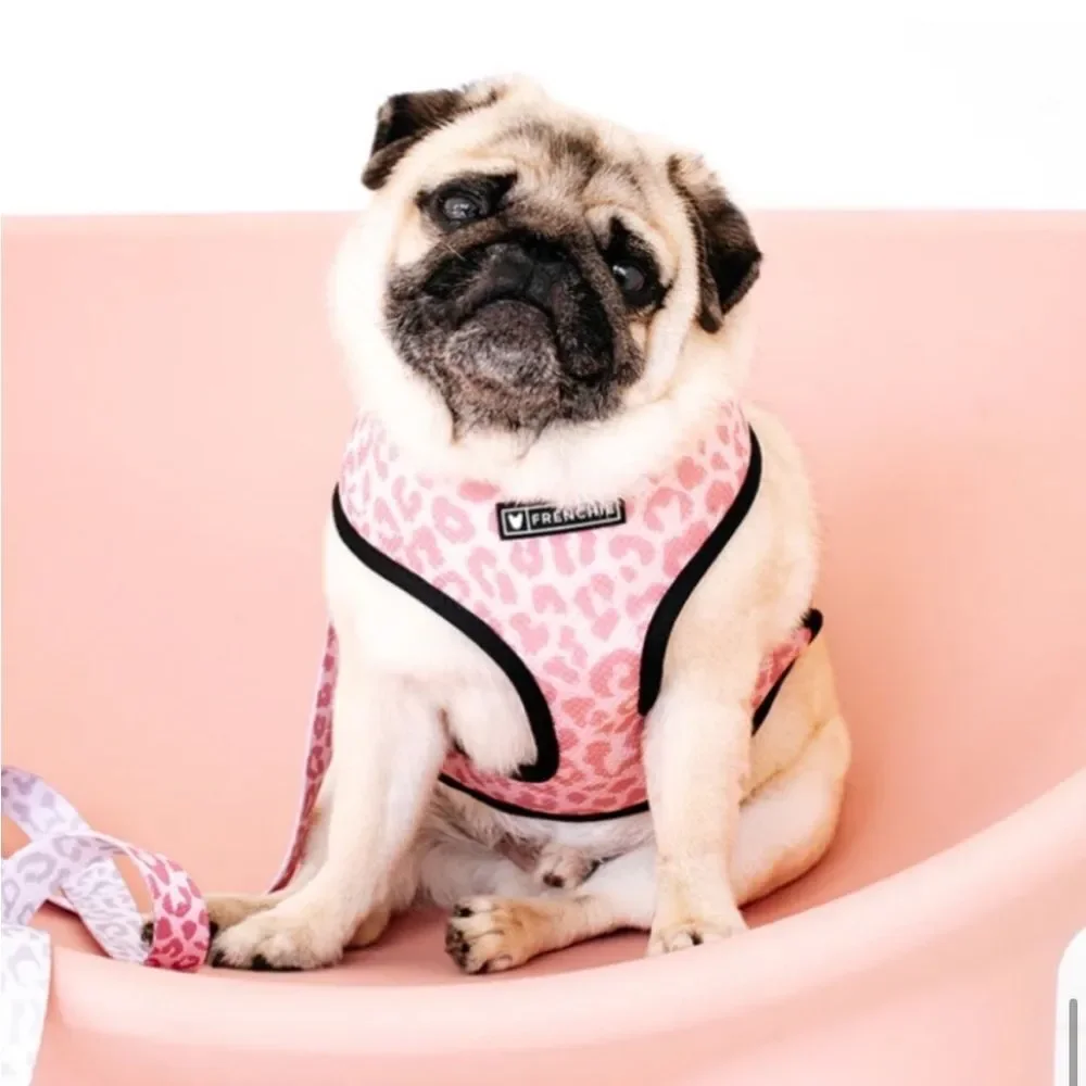 Frenchie Harness